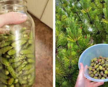The Hidden Power of Green Pine Cones – Nature’s Overlooked Miracle
